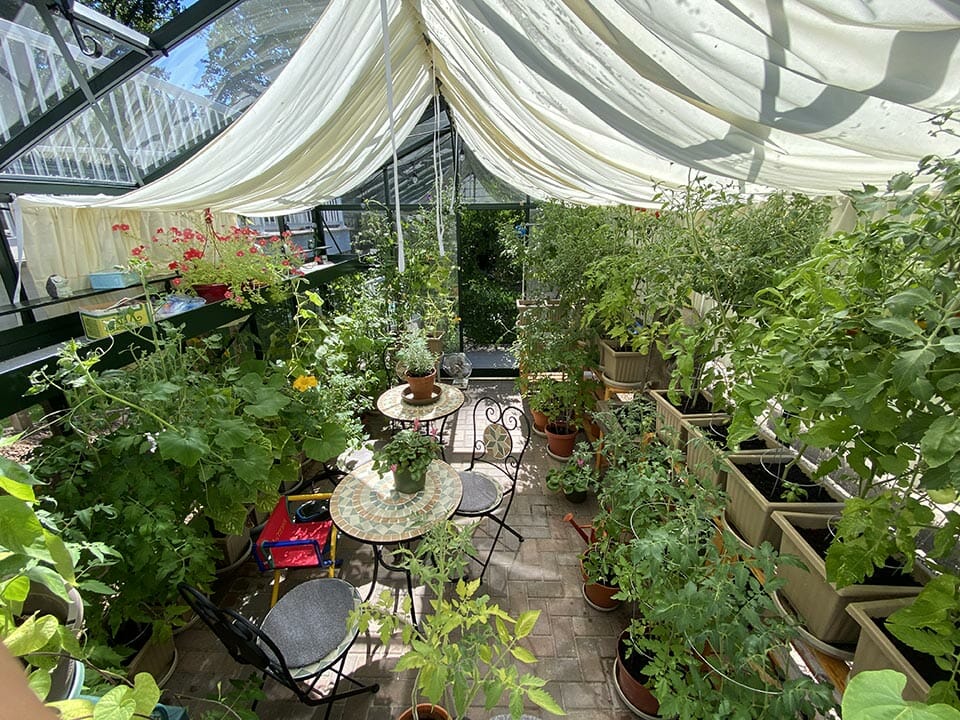Interior view of a Janssens Royal Victorian with lots of plants and the interior shade cloth system