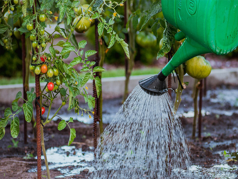 Green watering can pouring water over plants in a garden