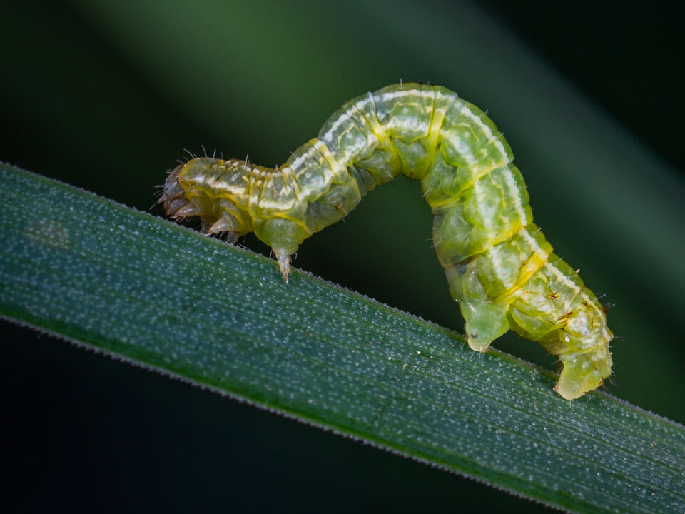 Caterpillar inching along stem