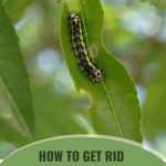 Caterpillar on a leaf with the text: how to get rid of caterpillars in a greenhouse