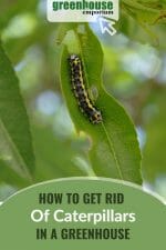 How to Get Rid of Caterpillars | Organic Pest Control