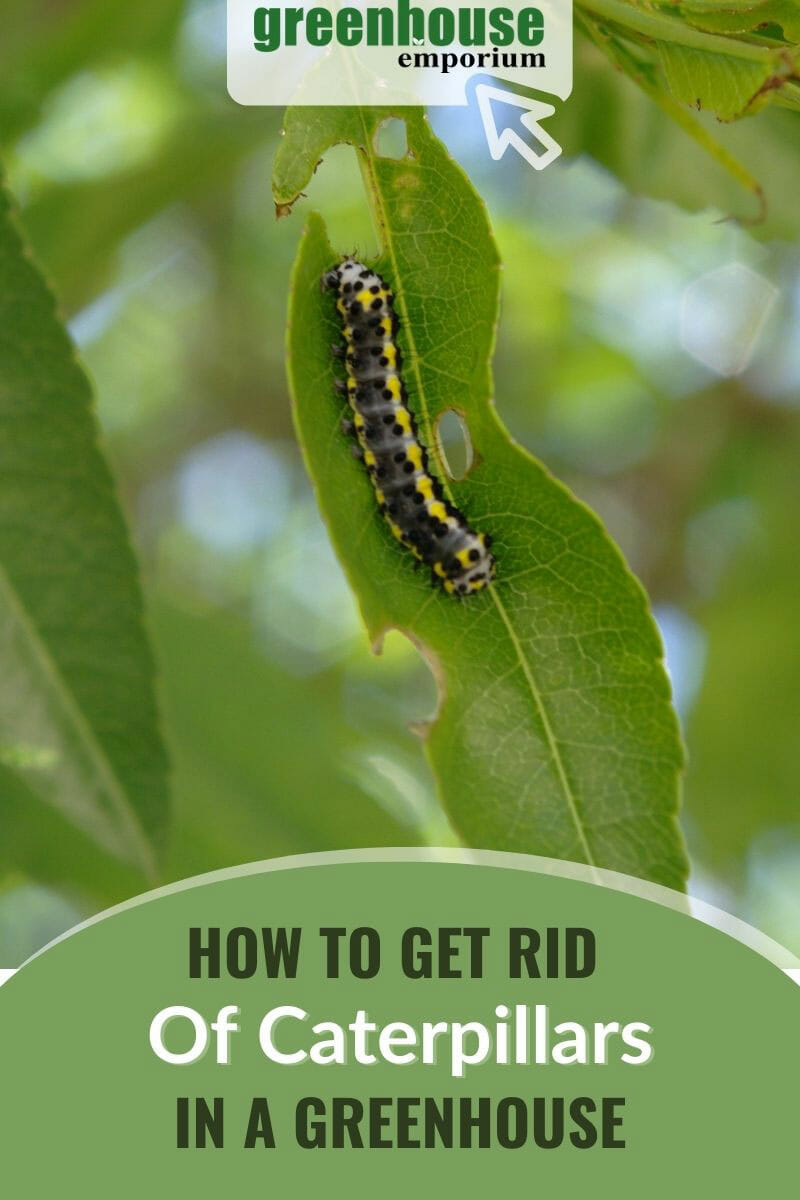 Caterpillar on a leaf with the text how to get rid of caterpillars in a greenhouse