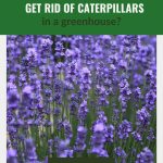Lavender field with the text: Can plants like lavender get rid of caterpillars in a greenhouse?