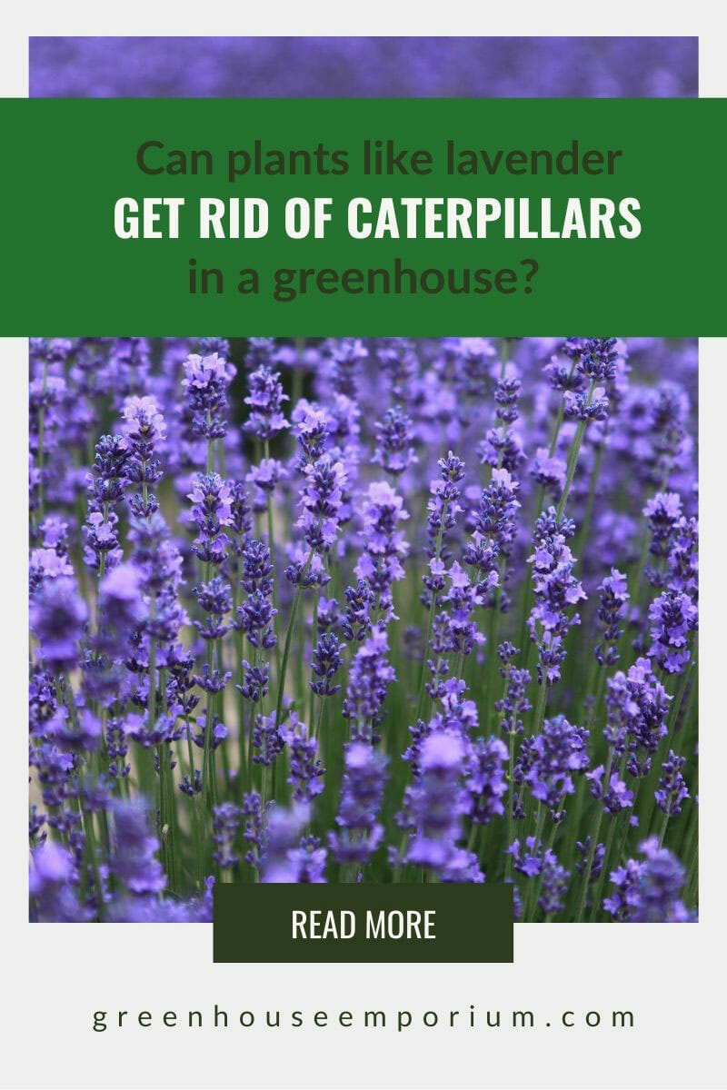 Lavender field with the text: Can plants like lavender get rid of caterpillars in a greenhouse?