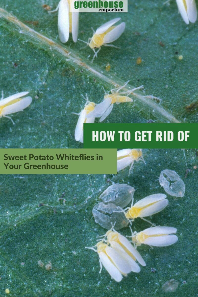 Whiteflies on a leaf with the text: how to get rid of sweet potato whiteflies in your greenhouse