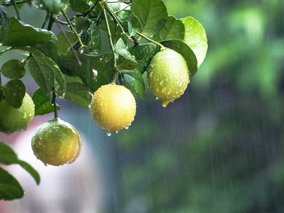 Rainwater pouring over lemons