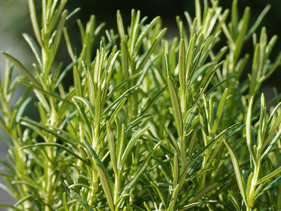 Rosemary leaves