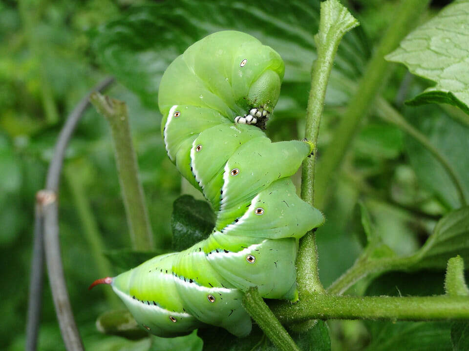 Tomato hornworm caterpillar, green with white stripes, on stem