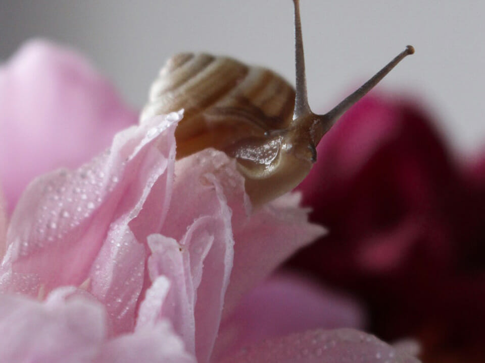 Snail pest on pink carnation flower in greenhouse