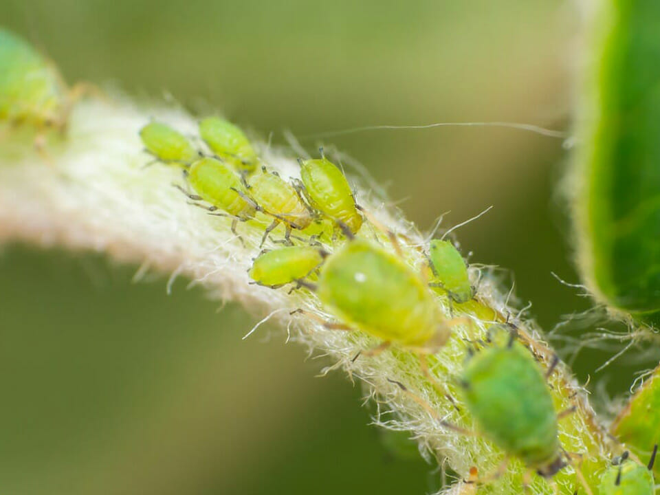 Aphid pests in greenhouse on stem