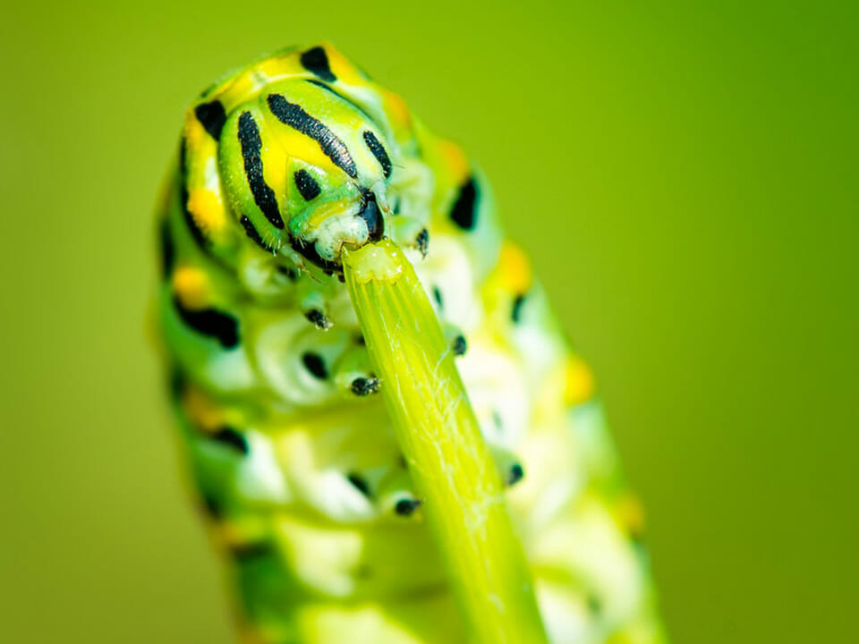 Caterpillar pest in greenhouse chewing on stem