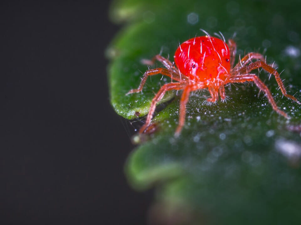 Red mite pest on plant leaf in greenhouse