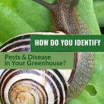 Image of snail on leaf, close up, with text: How Do You Identify Pests & Disease in Your Greenhouse?