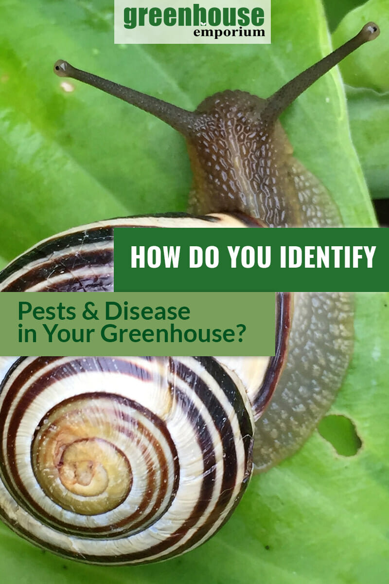 Image of snail on leaf, close up, with text: How Do You Identify Pests & Disease in Your Greenhouse?