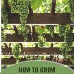 Overhead grapevine trellis with green grapes with the text: How To Grow Grapevines In A Greenhouse