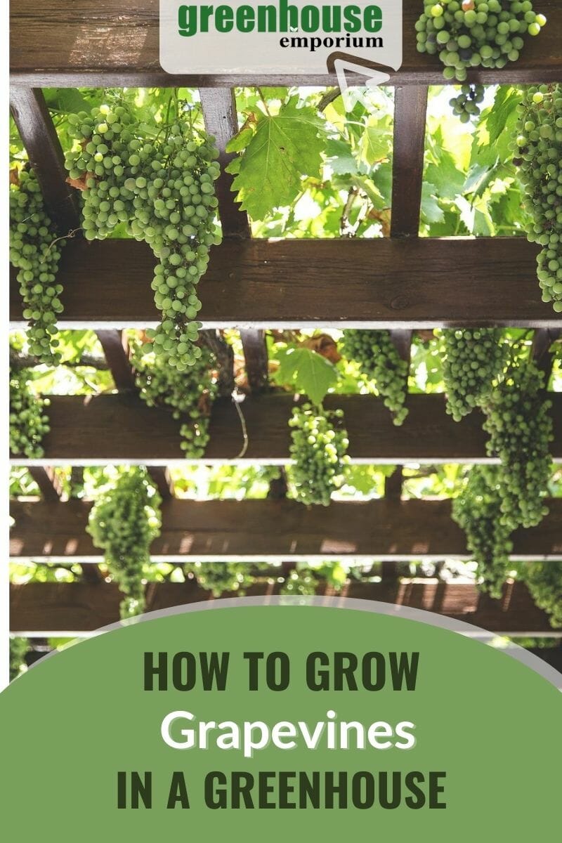 Overhead grapevine trellis with green grapes with the text: How To Grow Grapevines In A Greenhouse