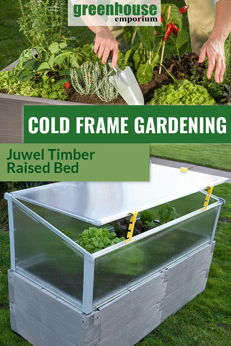 Cold frame with lid raised and plants growing inside with text: Cold Frame Gardening Juwel Timber Raised Bed