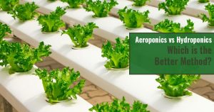 Lettuce in hydroponic setup with text: Aeroponics vs Hydroponics Which is the Better Method?