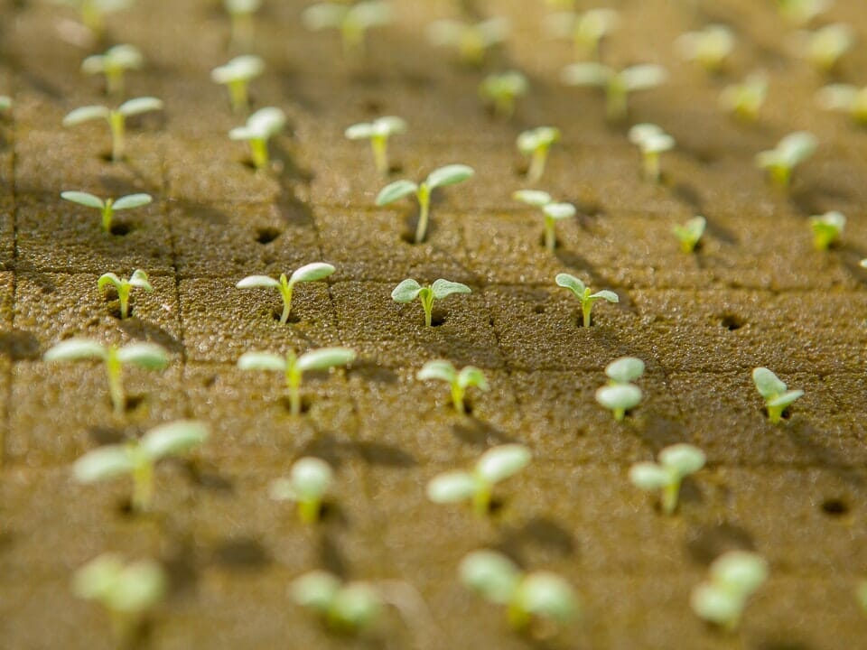 Seedlings in hydroponic soilless media