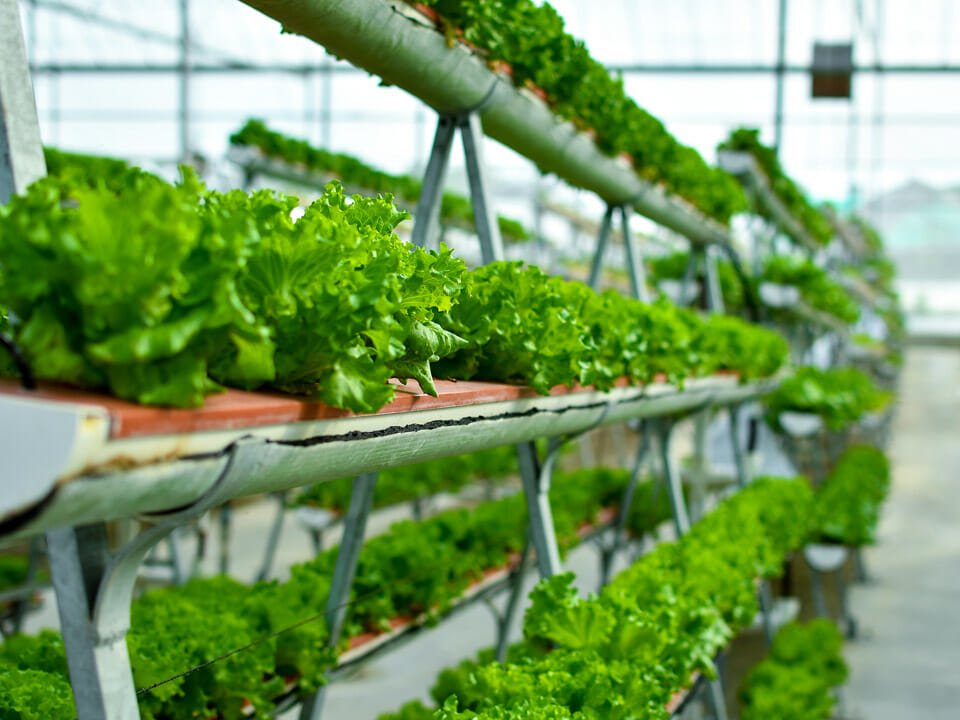 Plants in vertical hydroponic system in a greenhouse