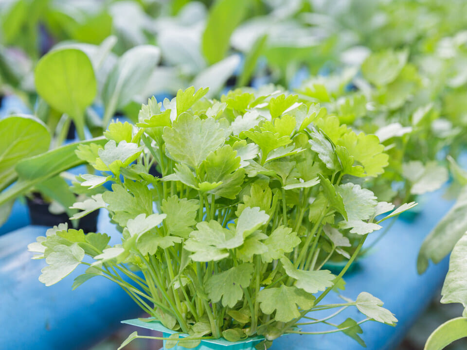 Leafy herb in hydroponic setup in greenhouse