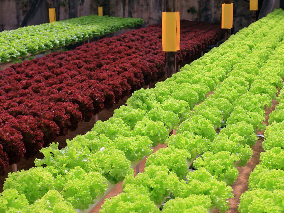 Red and green lettuce in hydroponic system in greenhouse