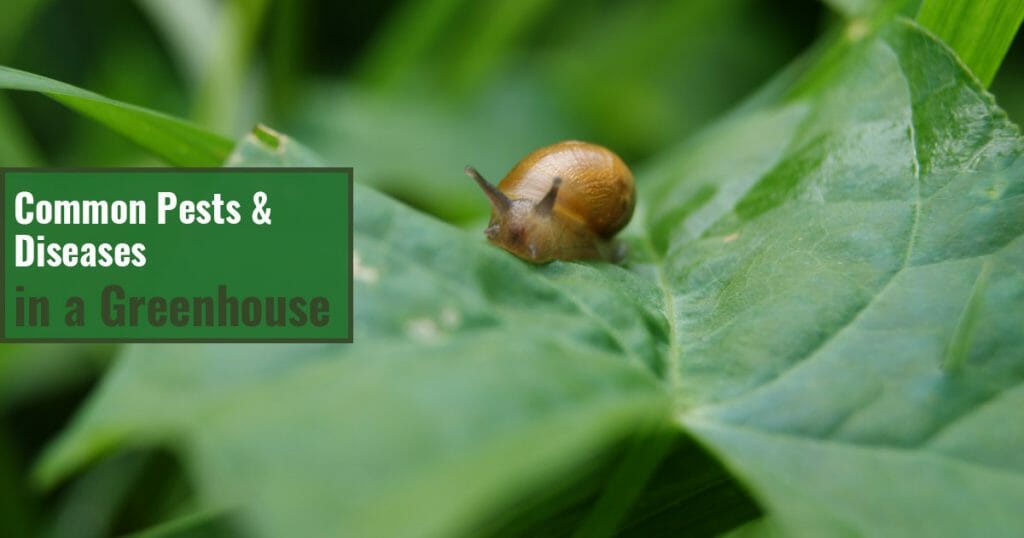 Slug on leaf with text: Common Pests and Diseases in a Greenhouse