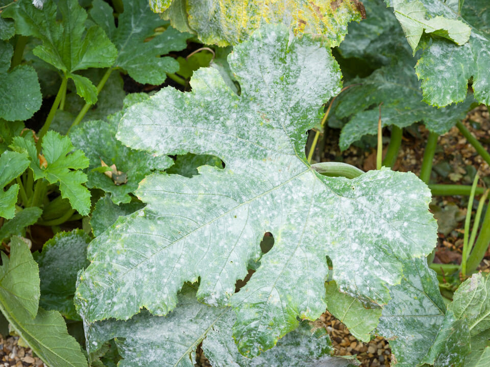 Common powdery mildew disease on leaf of squash