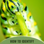 Caterpillar eating stem with text: How to Identify Pests & Disease in a Greenhouse