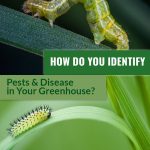 Top and bottom images of caterpillars with text: How Do You Identify Pests & Disease in Your Greenhouse?