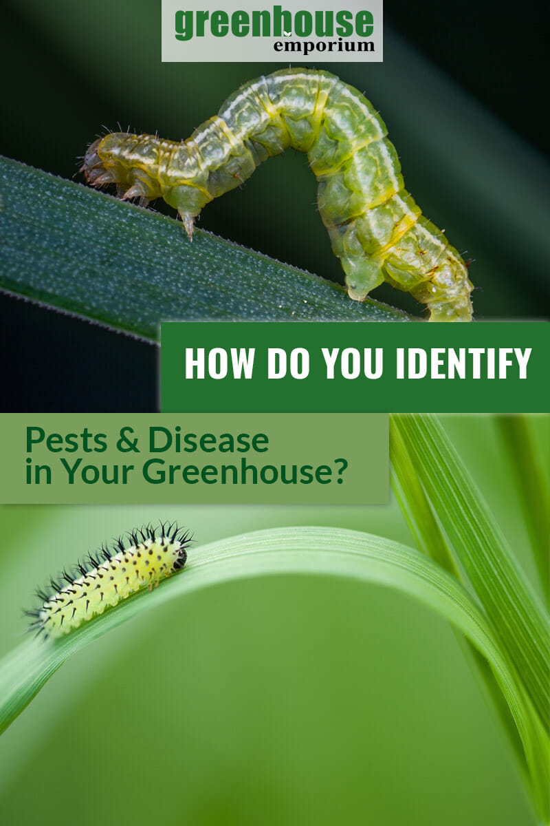 Top and bottom images of caterpillars with text: How Do You Identify Pests & Disease in Your Greenhouse?
