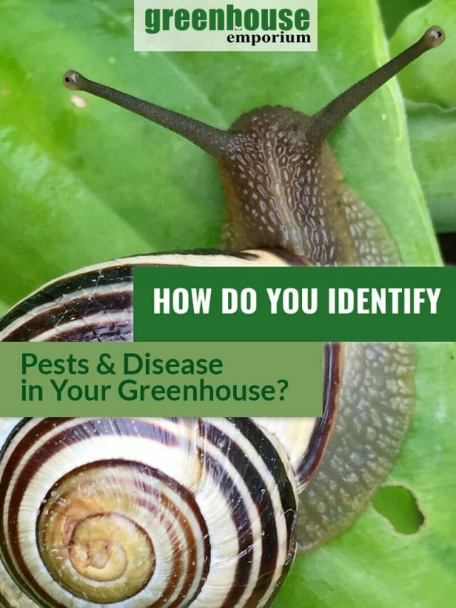 10+ Common Greenhouse Pests & Diseases