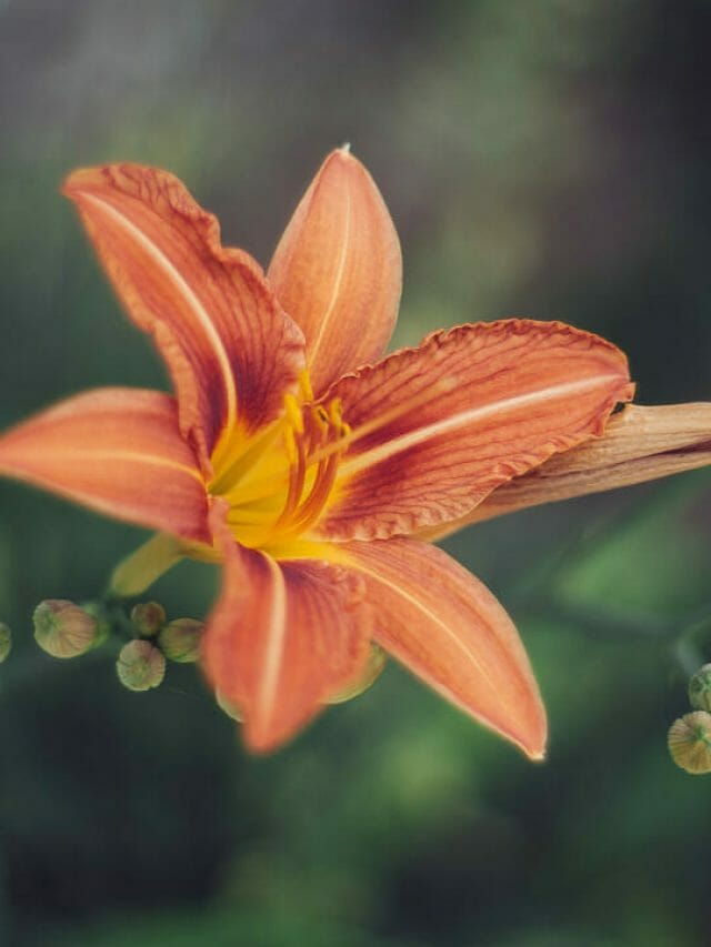 How to Grow Lilies in a Greenhouse