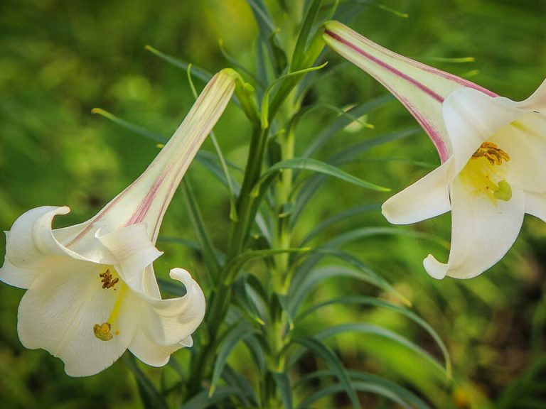 How to Grow Lilies in a Greenhouse Greenhouse Emporium