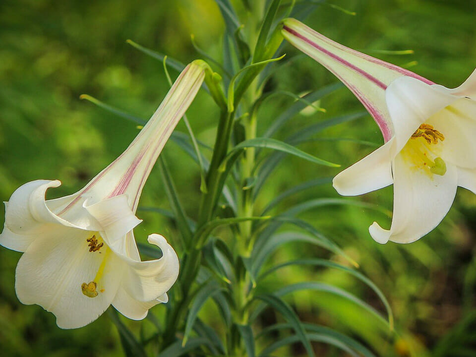 White trumpet lilies with pink stripe, flowers on stem