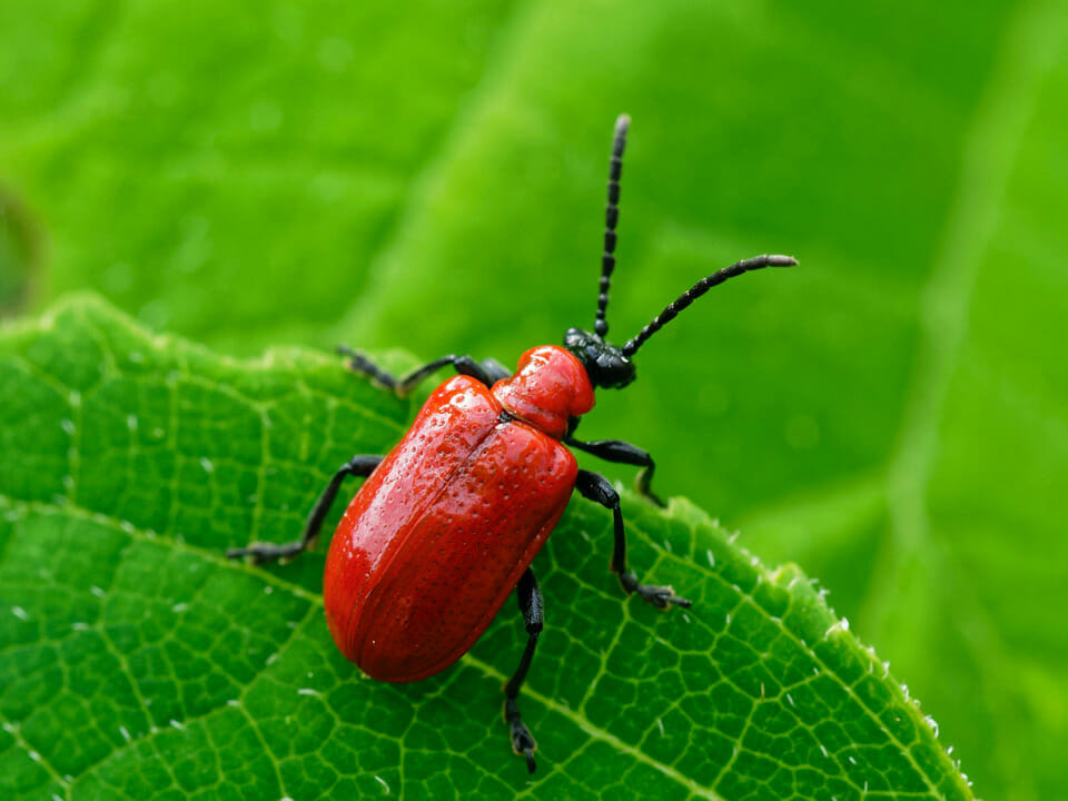 Red lily beetle on leaf, closeup view
