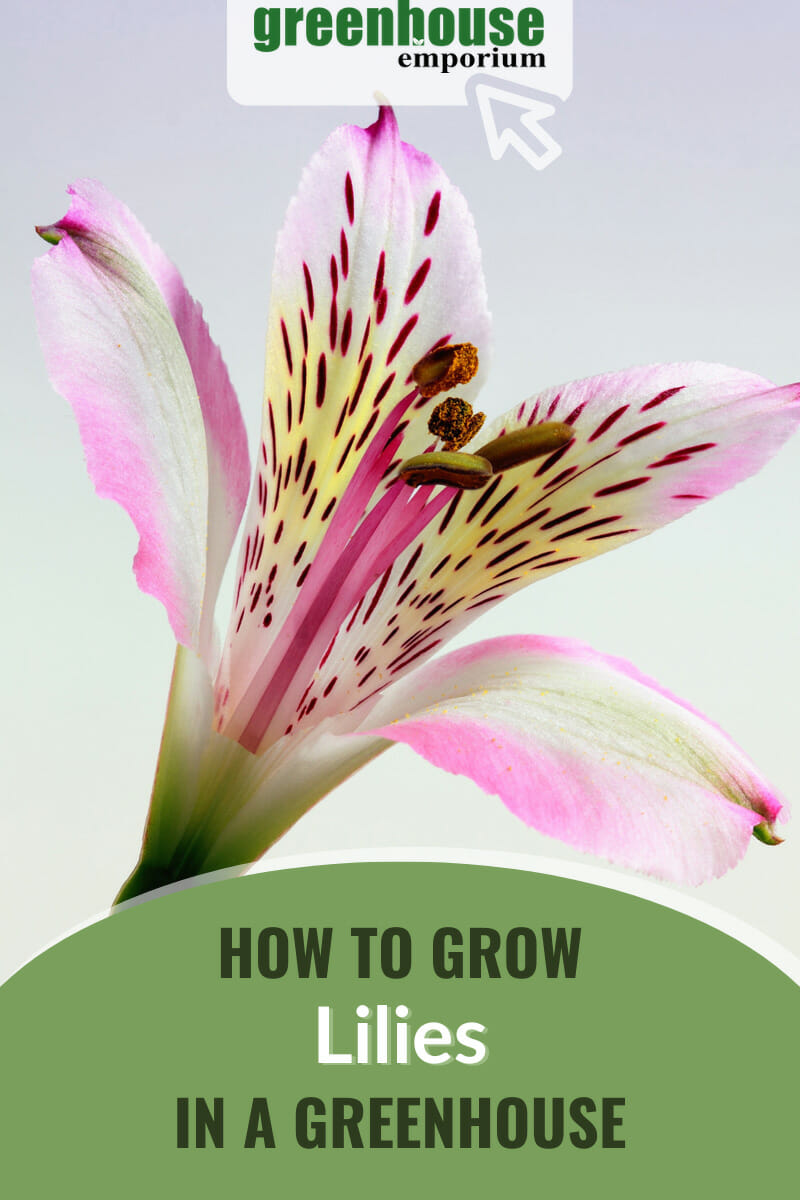 Pink white and yellow lily with text: How to Grow Lilies in a Greenhouse