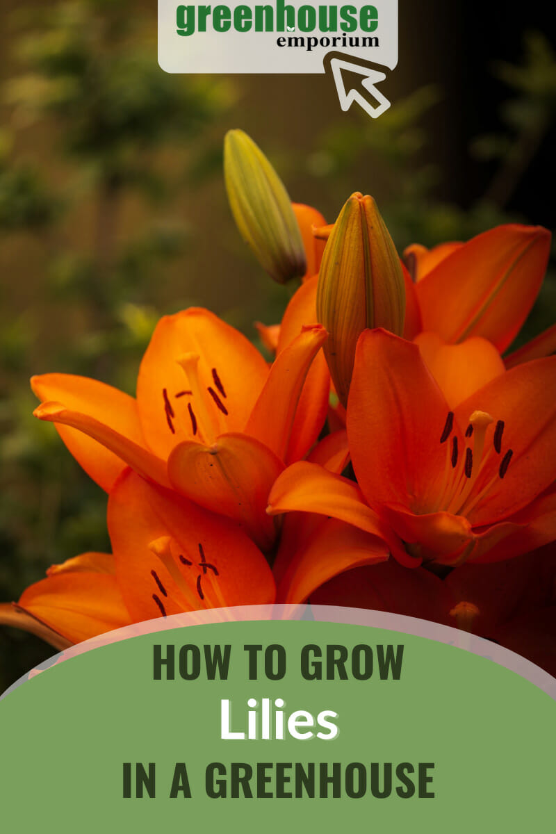 Orange lilies in bud form and full bloom with text: How to Grow Lilies in a Greenhouse
