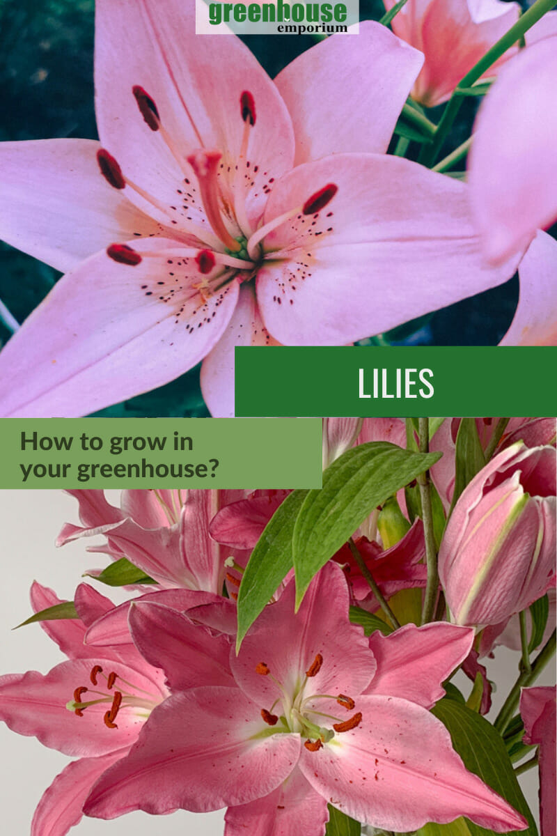 Top image closeup of light pink lily, bottom image many darker pink lilies with leaves, with text: Lilies How to grow in your greenhouse?