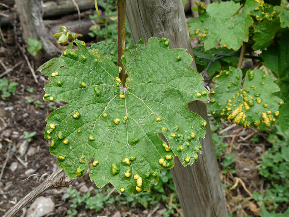 Sick vine leaves with yellow bumpy spots