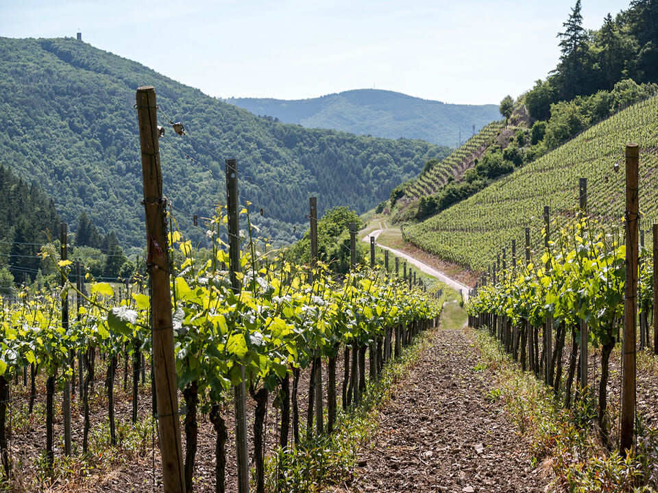 Grapevine plantation, grapes growing along trellis on the side of a mountain