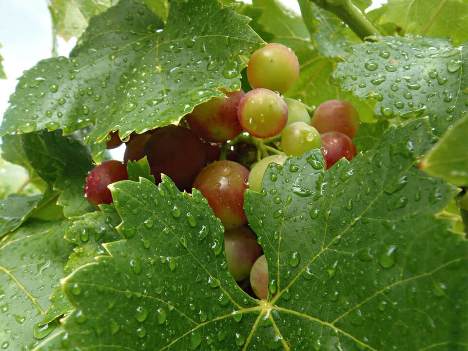 Grape cluster and leafs with water drops just after watering