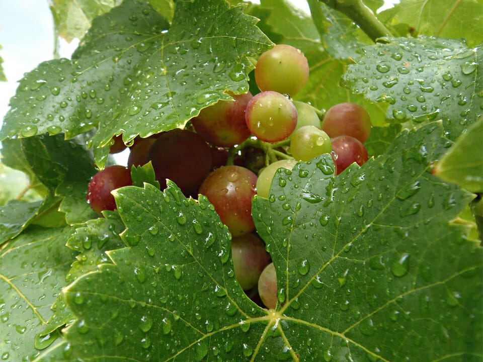 How to Train and Prune Grapevines