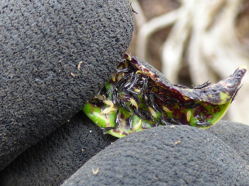 Black thrips and their yellow nymphs on a leaf