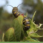 Caterpillar on a leaf with the text: 1+ Common Greenhouse Pests & Diseases to watch out for
