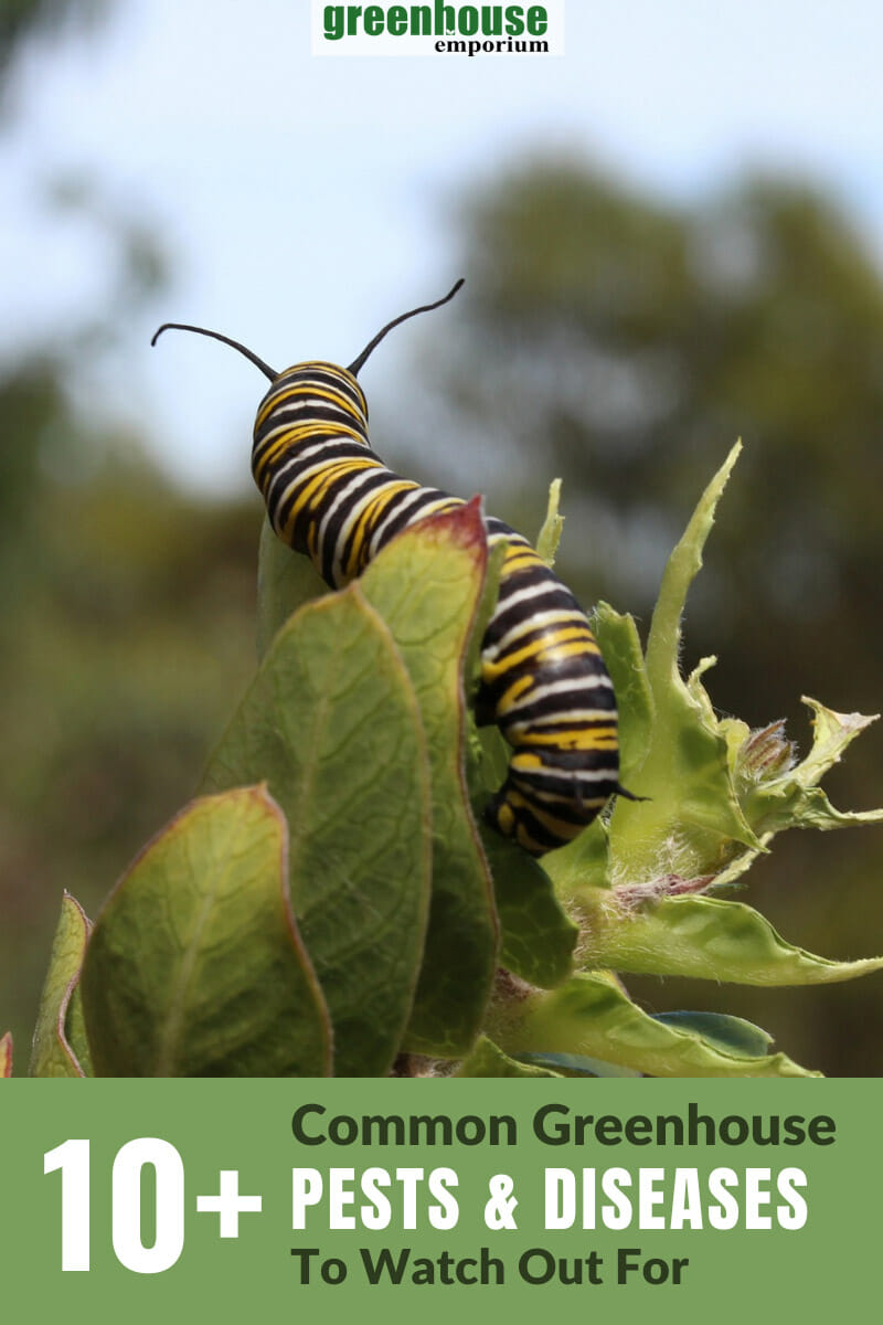 Caterpillar on a leaf with the text: 1+ Common Greenhouse Pests & Diseases to watch out for