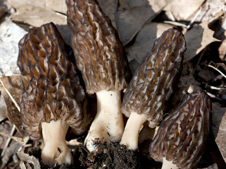 Four black morel mushrooms