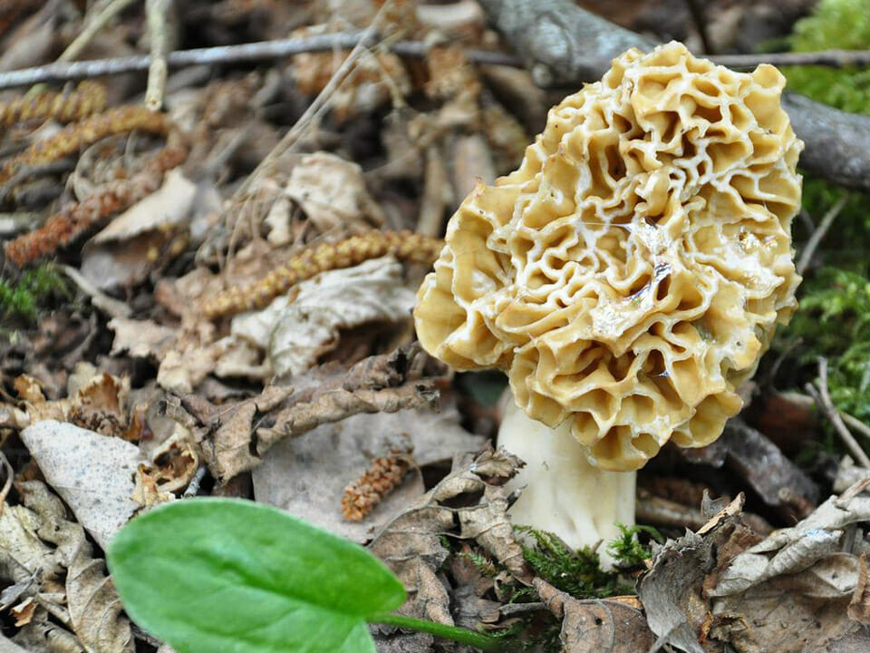 Light colored morel mushroom