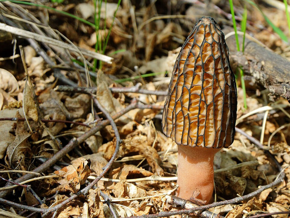 Single morel mushroom among leaves