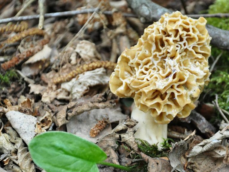 How To Grow Morel Mushrooms In A Greenhouse Greenhouse Emporium